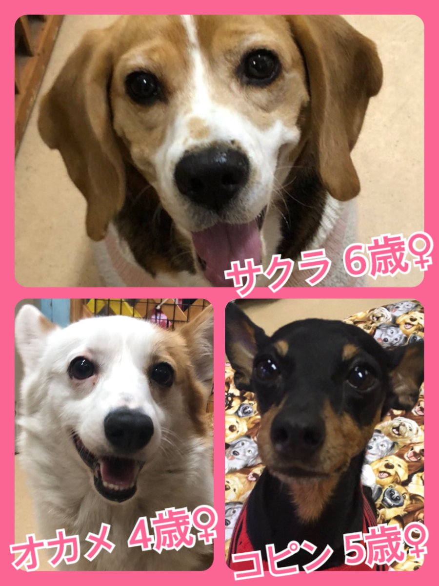 🐾今日の里親様募集中ワンコ🐶メンバーです🐾2019,12,8